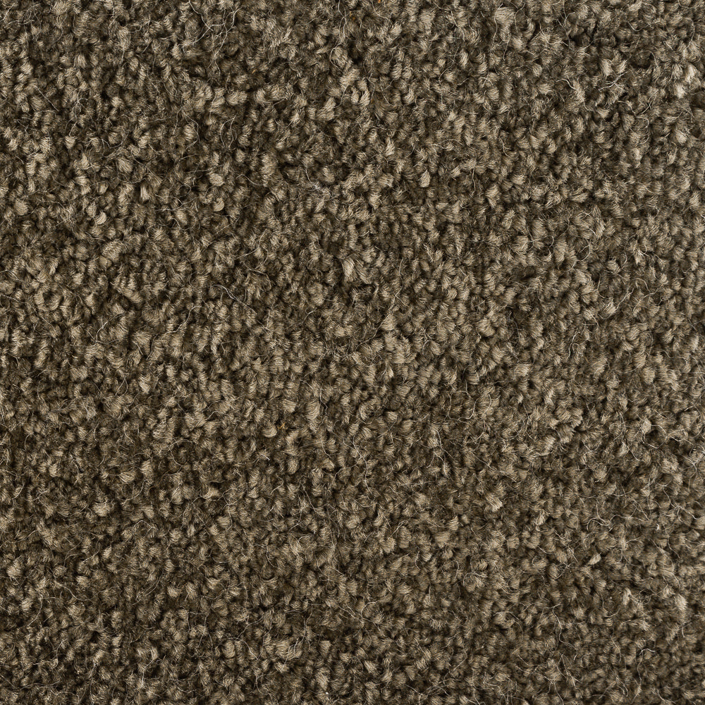 244624-salvia-sense