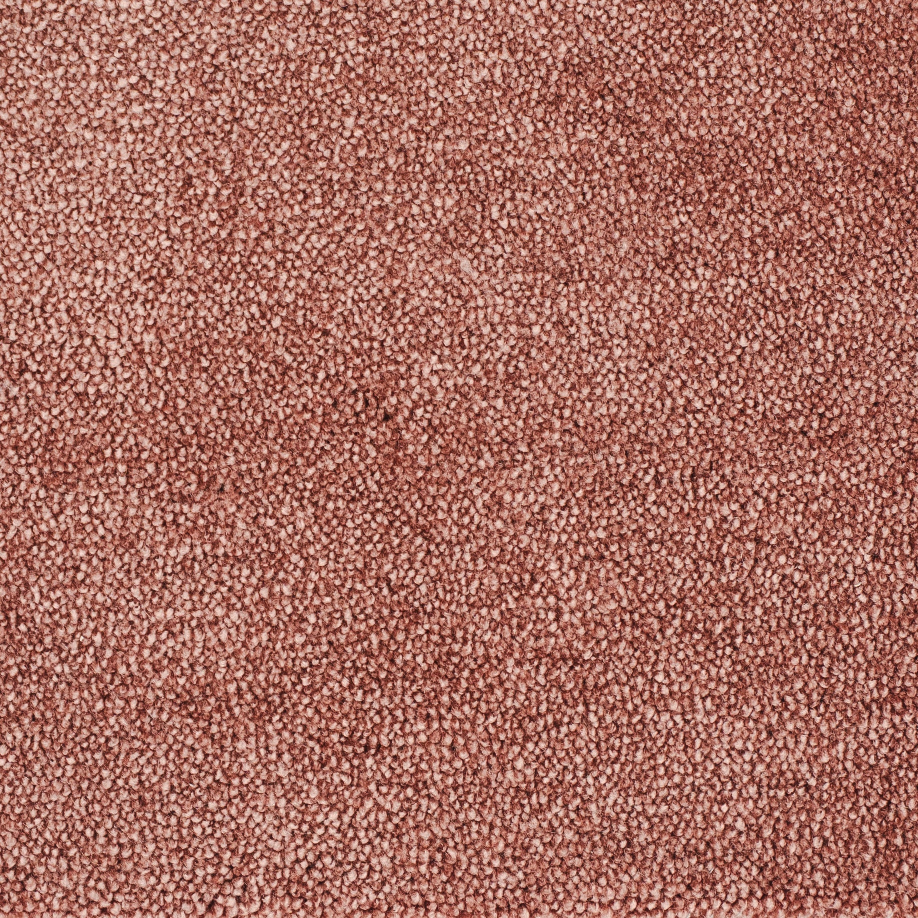 carisma-rose-10